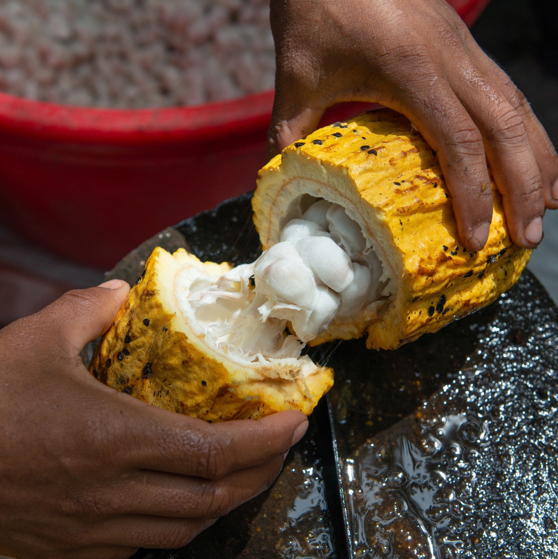 cacao pod cocoa pod