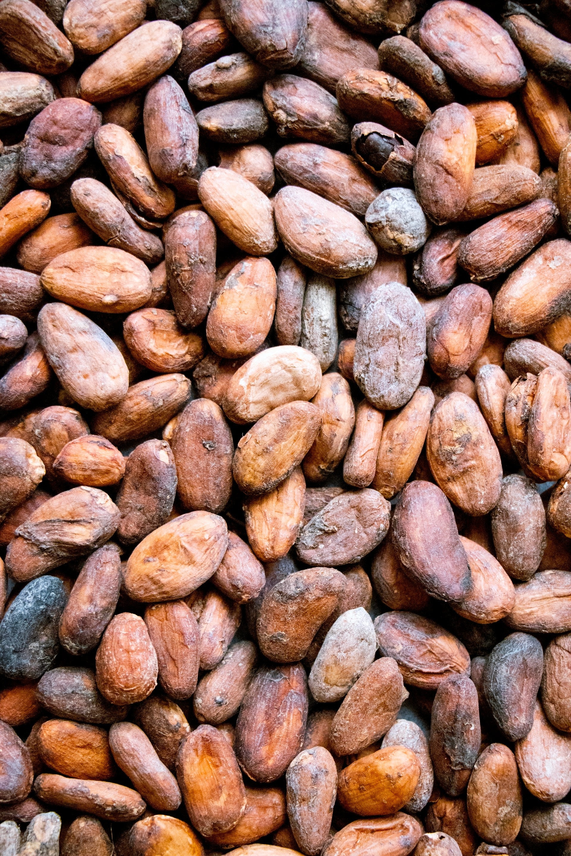 Pure Organic Cacao Grated | 200g | 10 servings – Nibbed Cacao