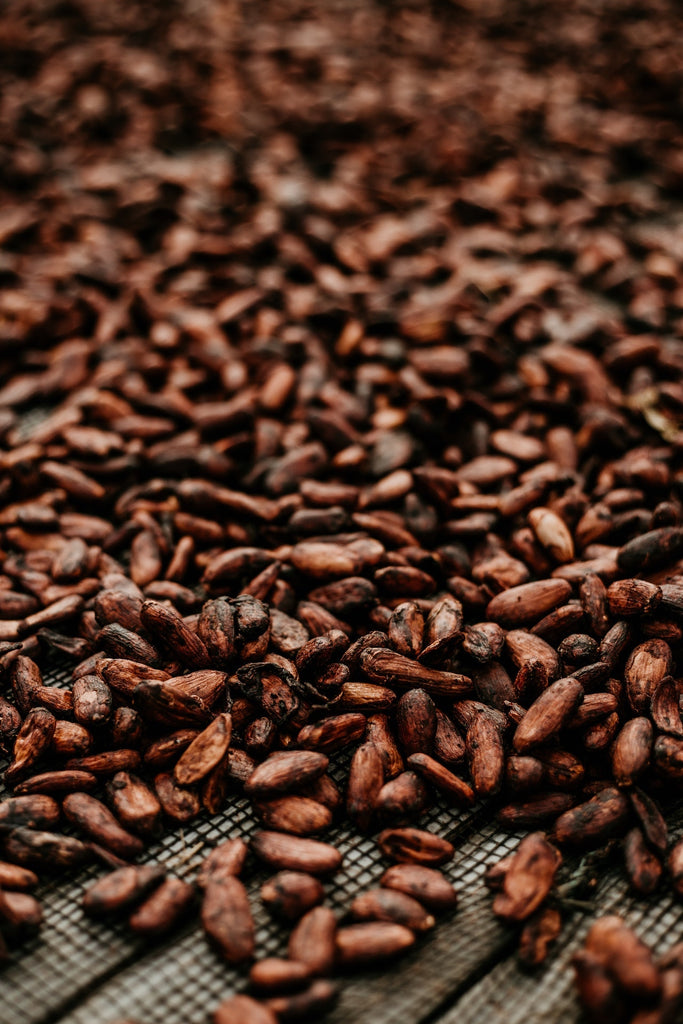 cacao beans nibbed